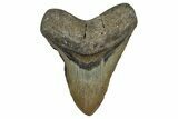 Fossil Megalodon Tooth - North Carolina #348160-1